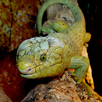Grijsstaartskink