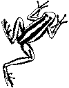 pijlgifkikker1.gif (7923 bytes)