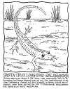 salamander.gif (38093 bytes)