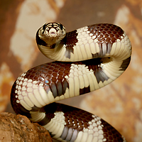 Lampropeltis