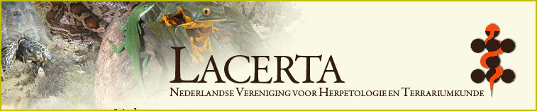 Lacerta