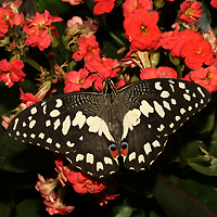Vlinder